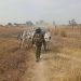 Sojoji sun yi galaba kan ’yan ta’adda tare da ƙwato dabbobi 529 a Katsina