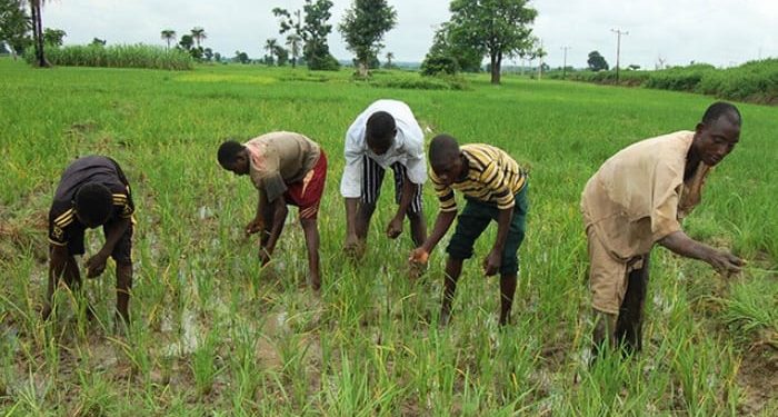 Gwamnatin Tarayya za ta raba wa ‘manoman gaskiya’ tallafin dala miliyan 500 kai-tsaye